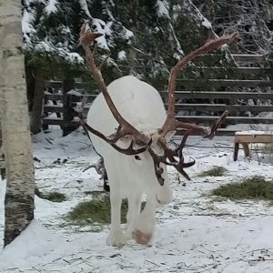 Villa Vaamila | Reindeer safaris at Ylläs